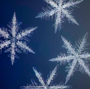 Meet your Posher, Veronica